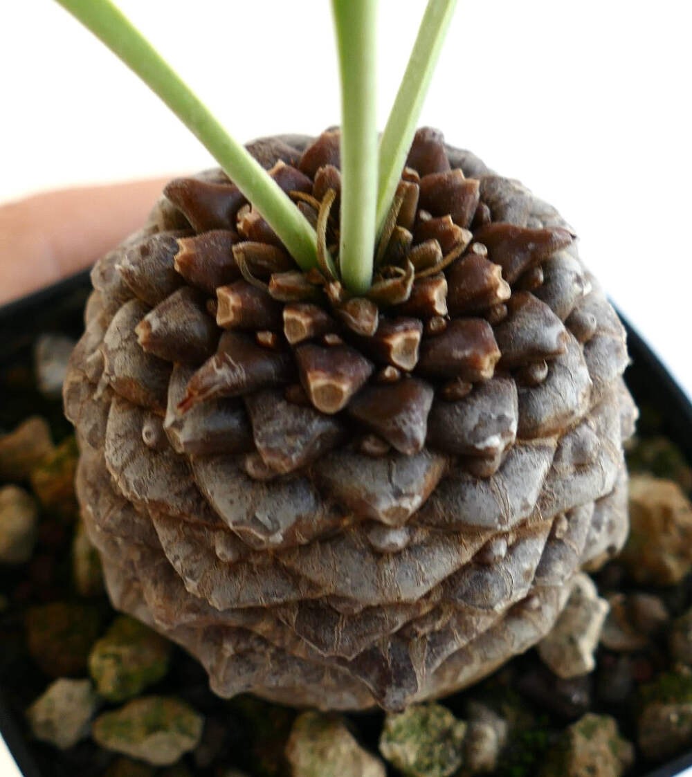 Euphorbia bupleurifolia MALE 5,2cm X 4,7cm – Rare caudiciform succulent