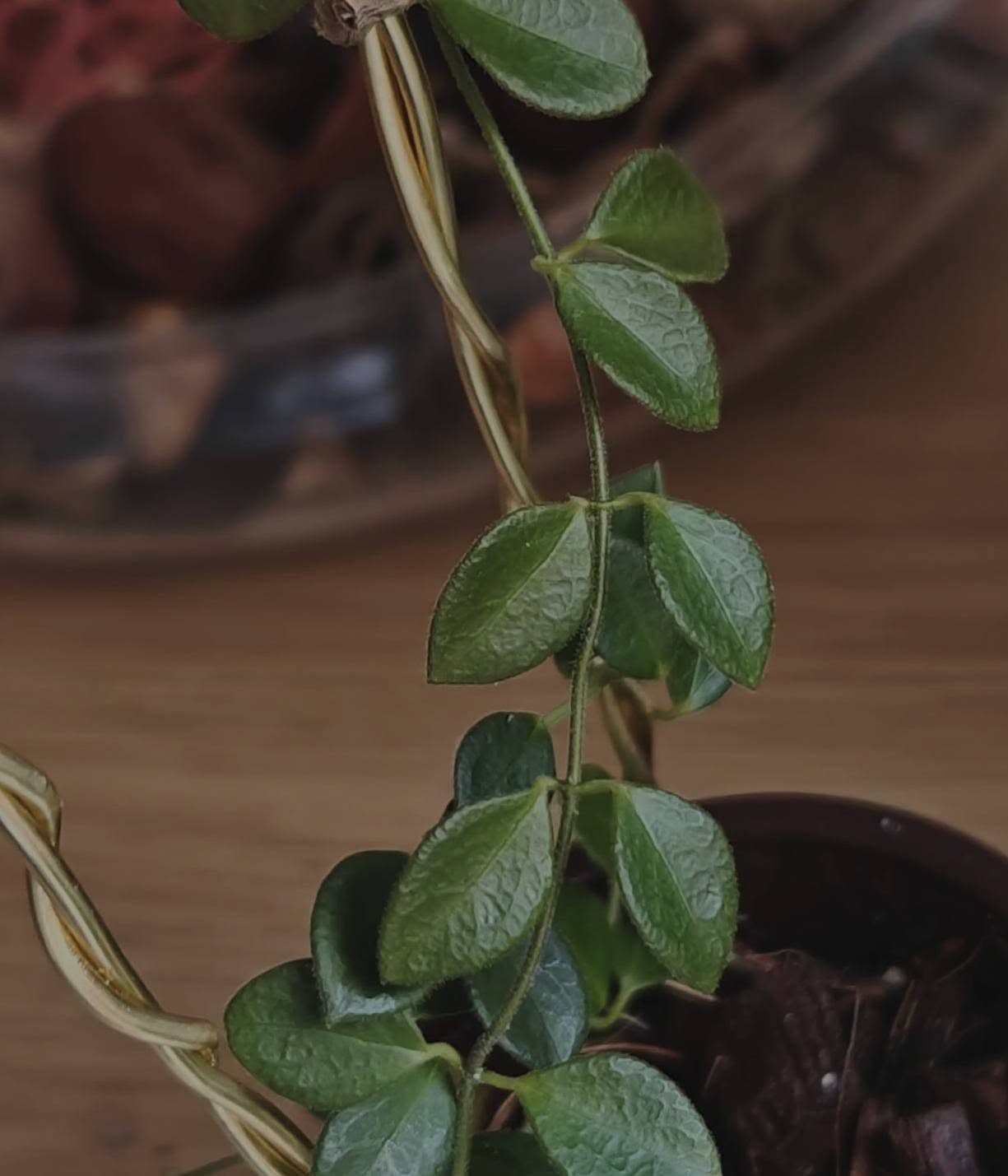 Hoya IM08 Sp Papua Rare Variegated, Real Picture, Aroid Houseplant