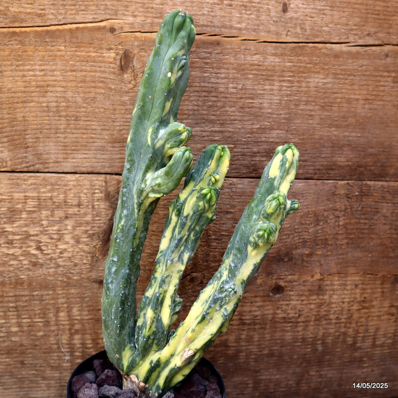 D4120 MYRTILLOCACTUS GEOMETRIZANS VARIEGATED pot12-H31-W14 cm MaMa Cactus