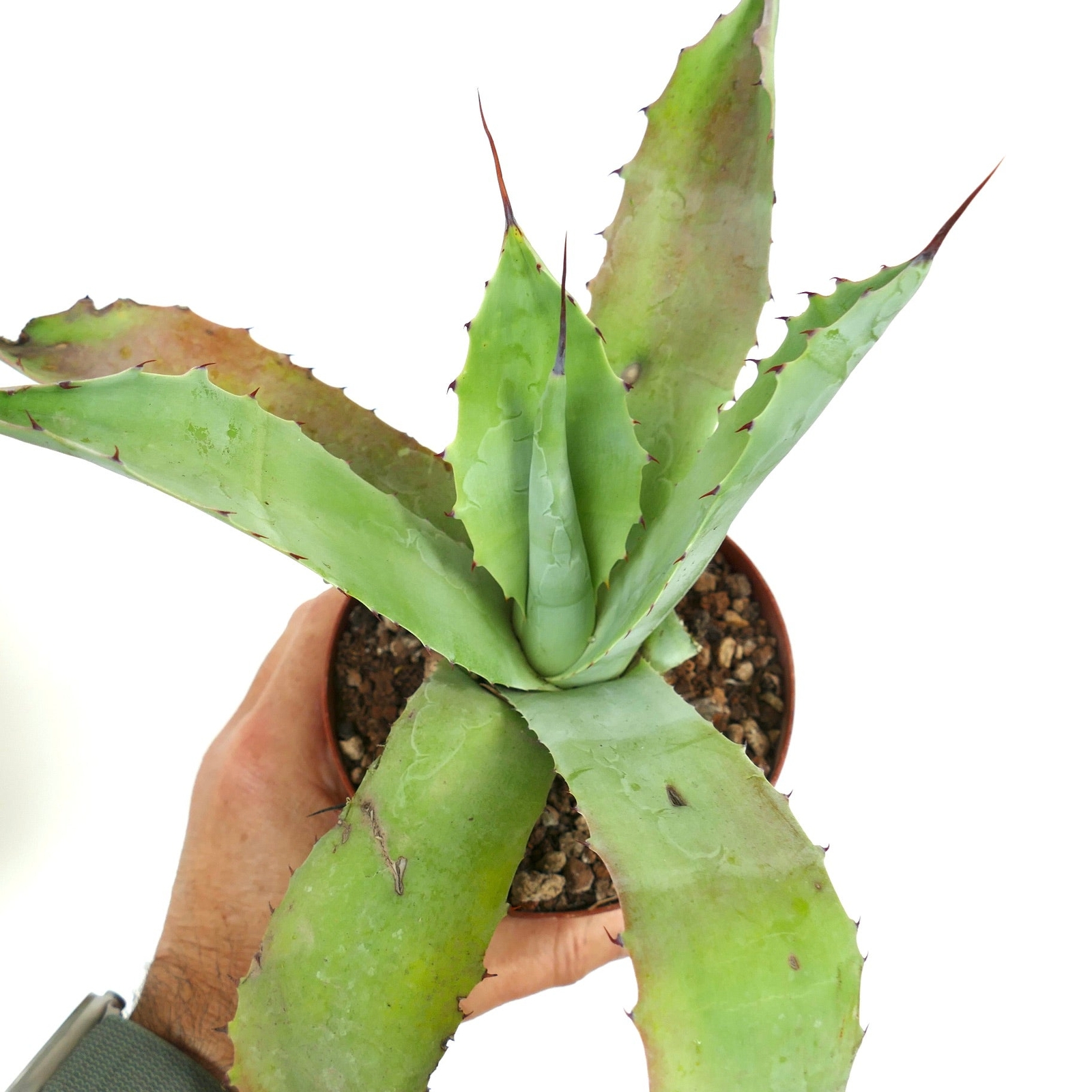 Agave americana X Agave eborispina W919 – Century plant hybrid | American agave