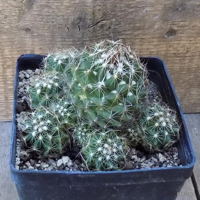 D5447 CORYPHANTHA NICKELSAE pot14-H11-W13 cm MaMa Cactus