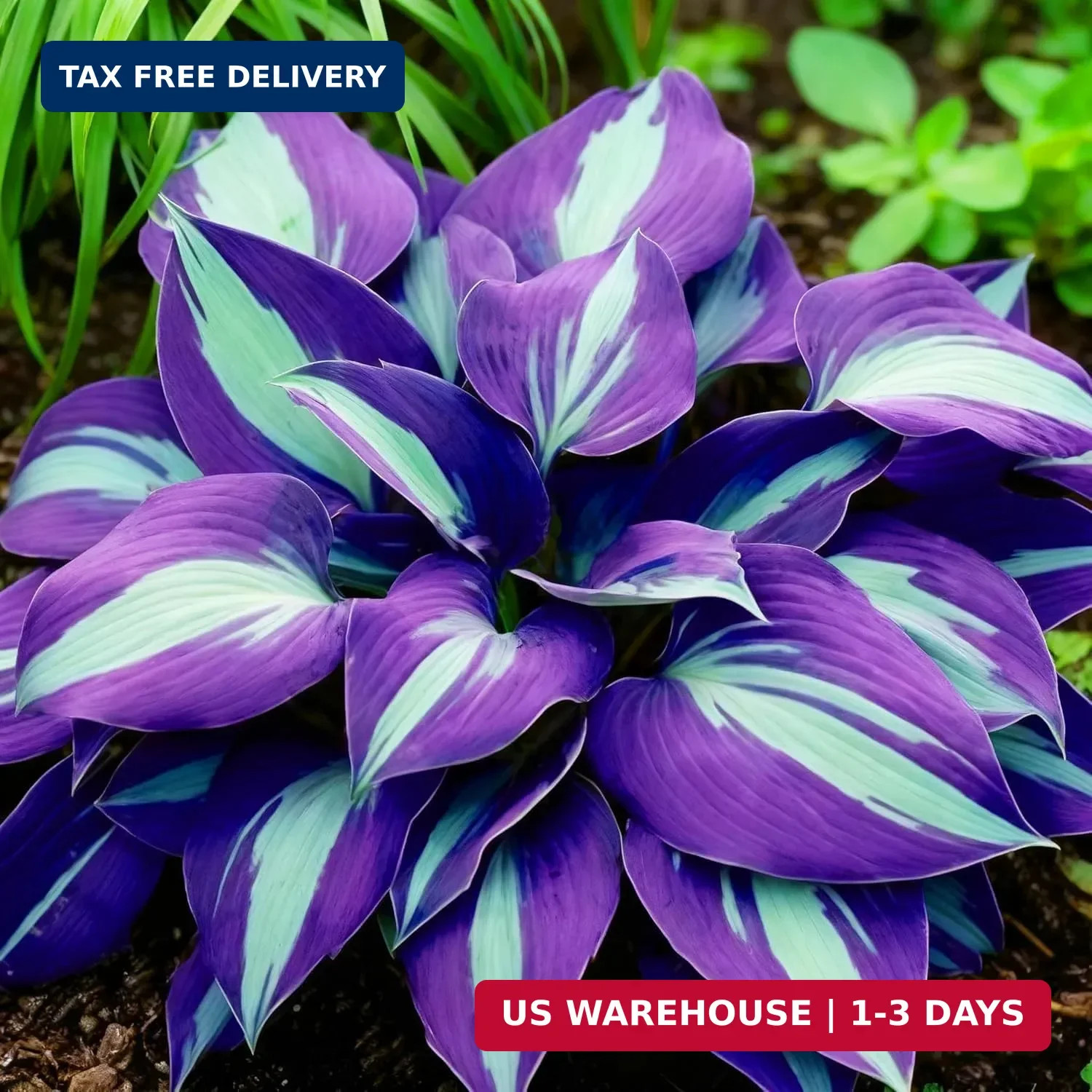 Hosta Seeds for Planting – 200+ Shade Loving Perennial Seeds, Fragrant Blooms, C