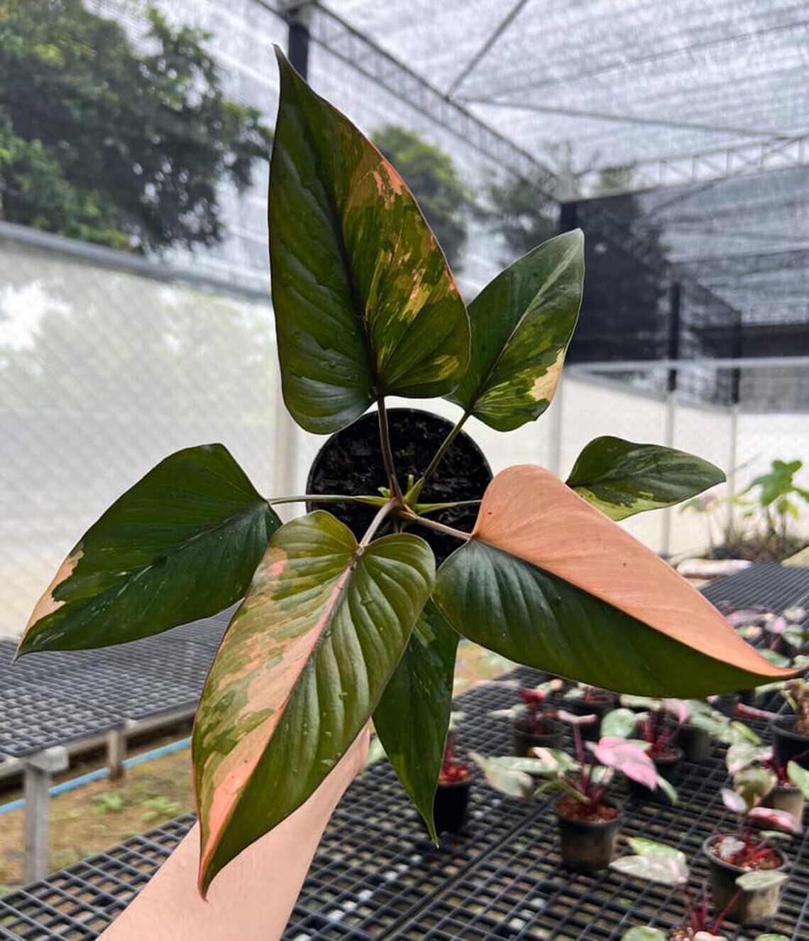 Homalomena pink diamond Variegated Real Picture RARE PLANT