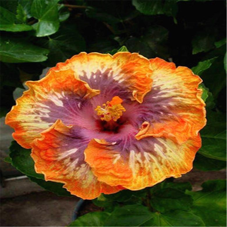 (10) HIBISCUS SEEDS perennial flower garden bed bush plant USA SELLER W/TRACK