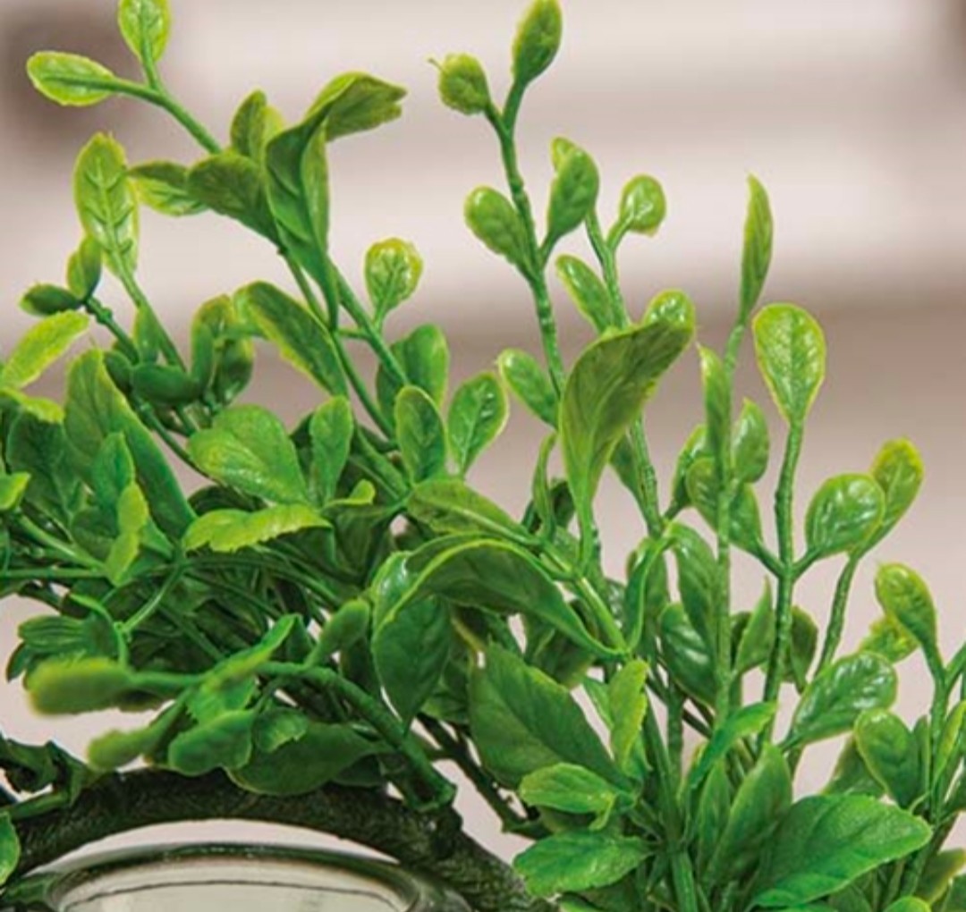 3″ Fresh Sprouted English Boxwood Candle Ring