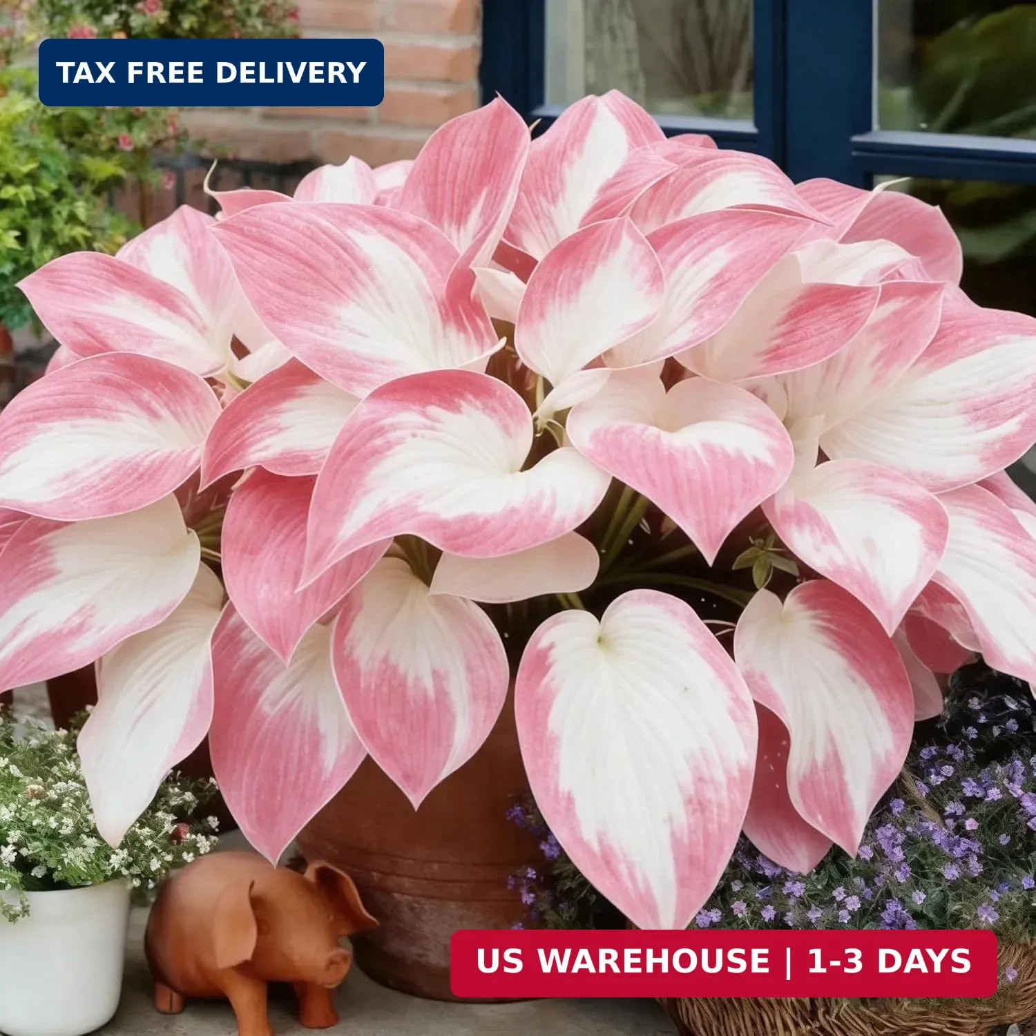 Hosta Seeds for Planting, 200+pcs Rare Perennial Hosta Flower Seeds, Non-GMO Hei