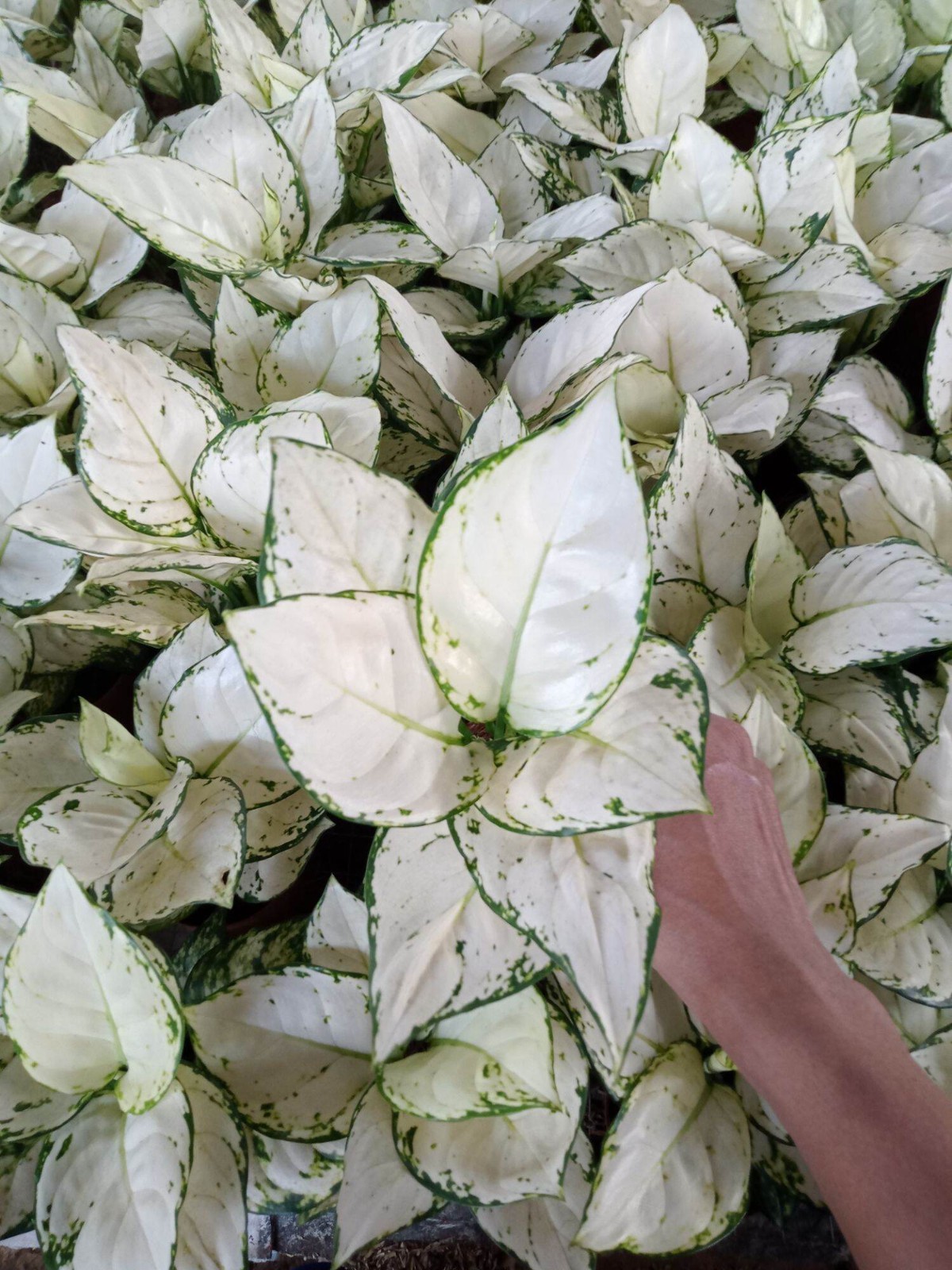 Real Picture Aglaonema Super White Rare Plant