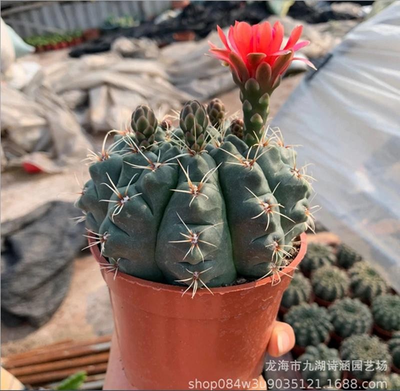 Gymnocalycium baldianum Chin Cactus Cactus Cacti Succulent Real Live Plant
