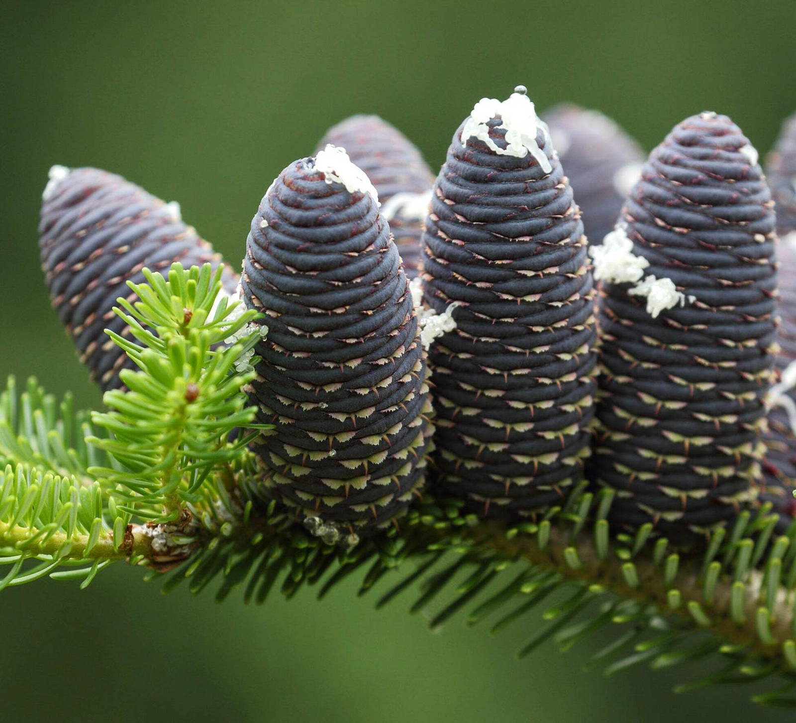 Abies koreana – Korean fir | Korean pine