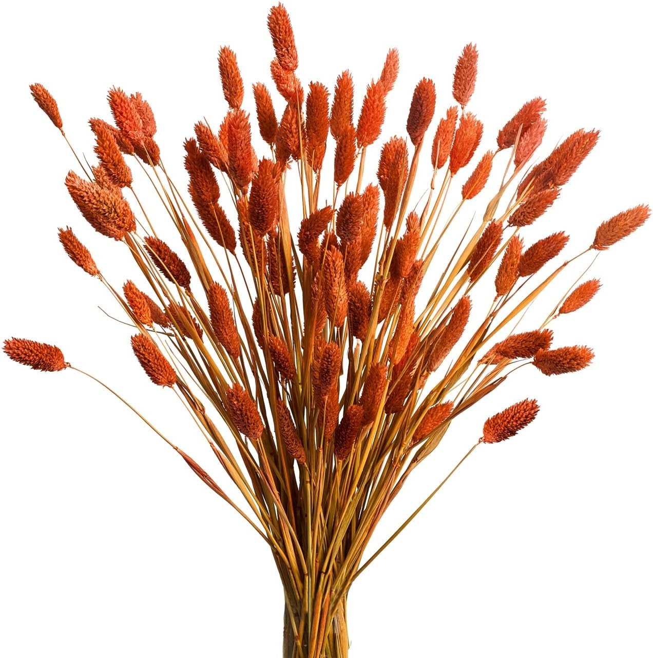 120Pcs Orange Pampas Grass Bunny Tails Dried Flowers, 17″ Dried Fall Flowers …