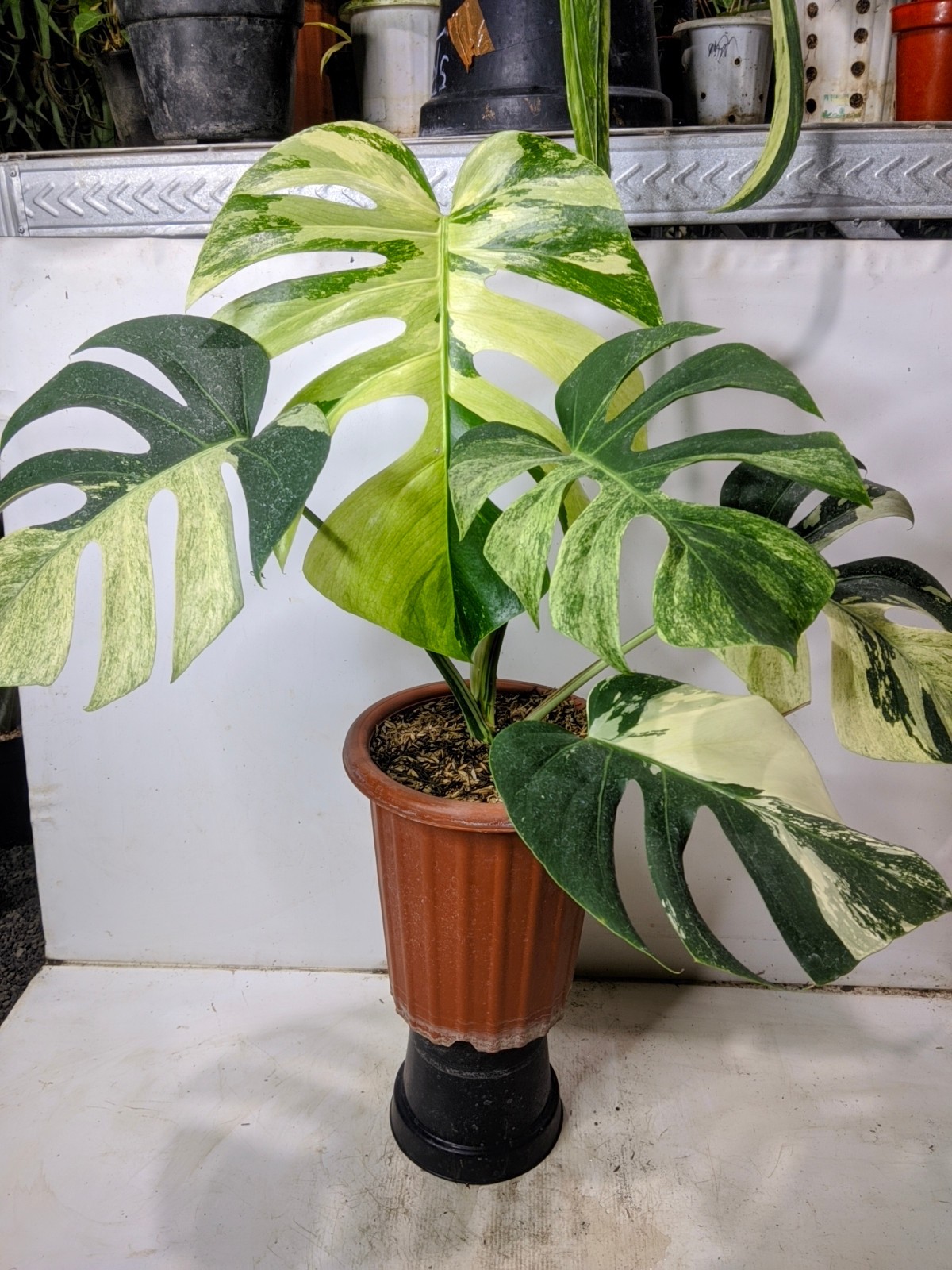 Monstera Jungle Mint Variegated Real Picture Super Beauty