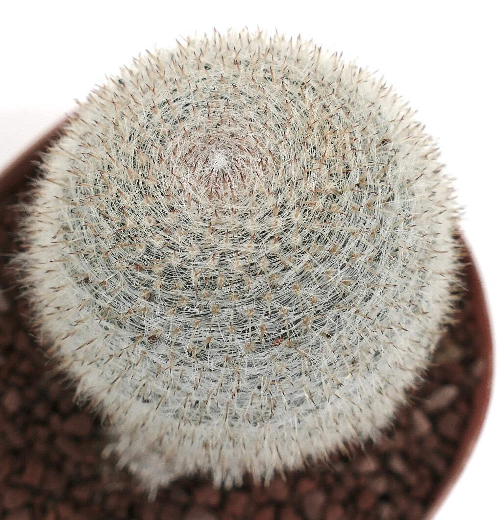 Mammillaria albilanata WITH BASAL BRANCHES 1115 – White woolly nipple cactus | S