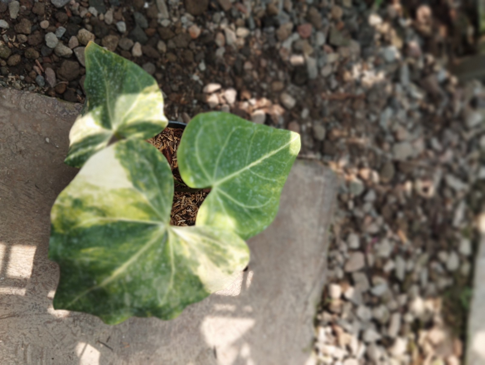 Anthurium Clarinervium 4 Leave Real Picture