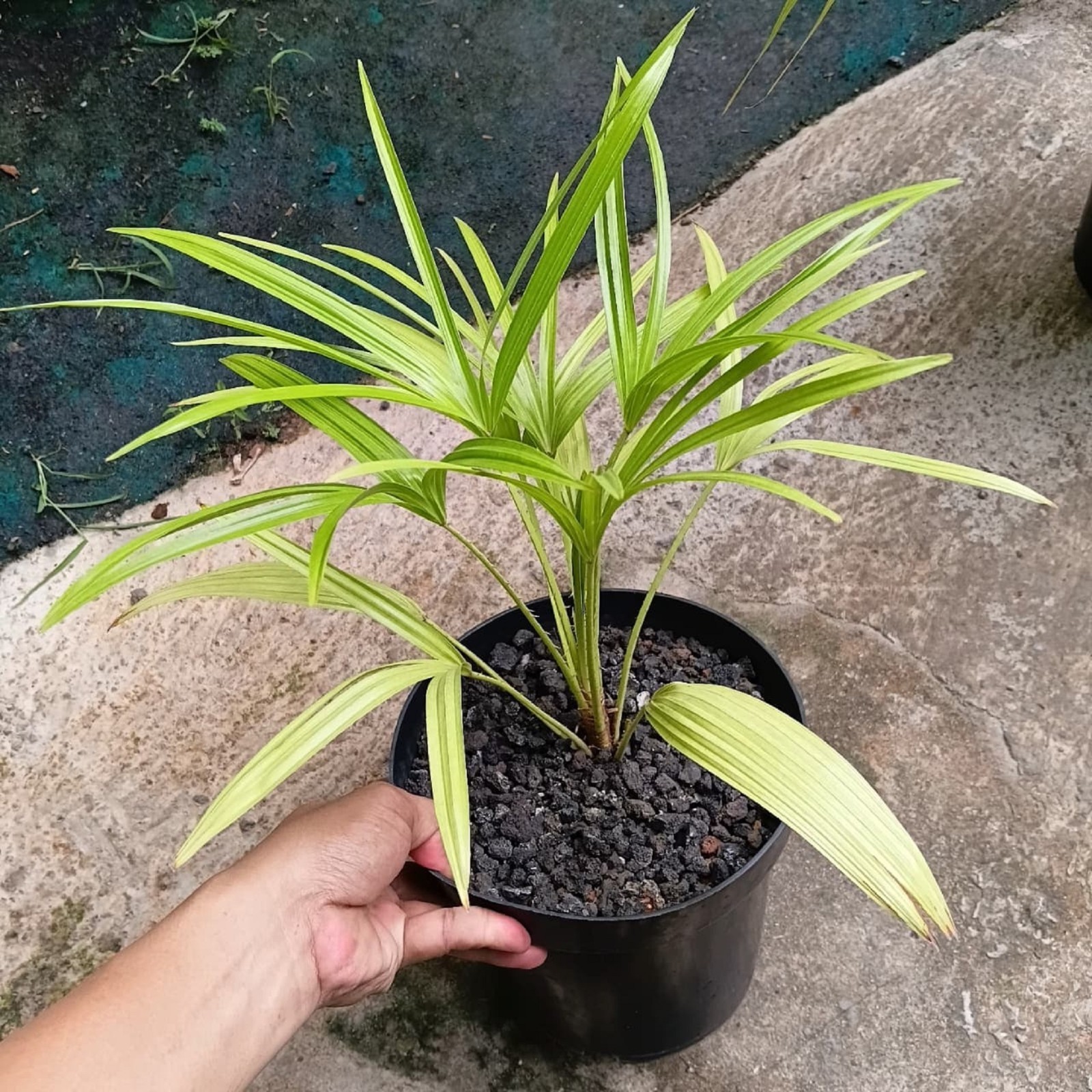 Palm Livistona Benthamii Golden Rare Golden Fan Palm Exotic Tropical Indoor