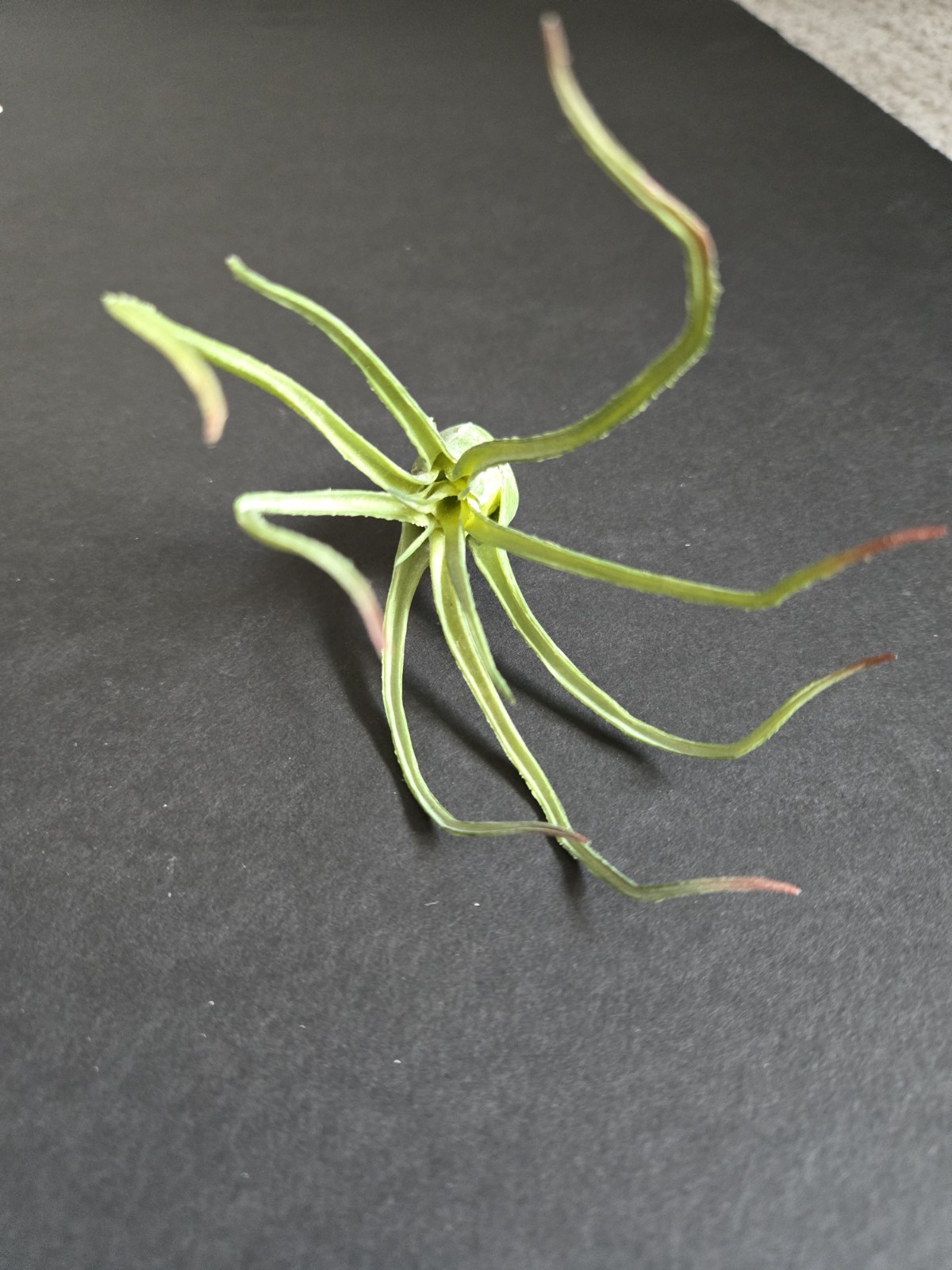 IKEA FEJKA Artificial Plant Set Of 3 Air Plant 805.599.61