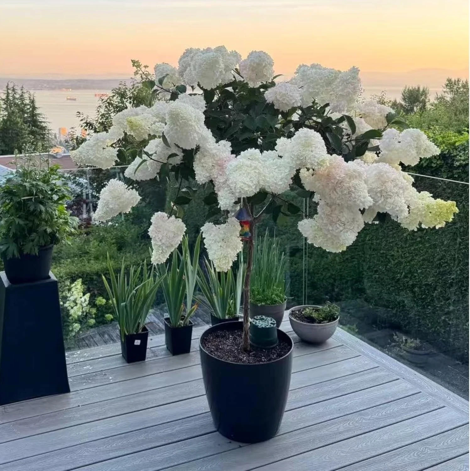 50 Pink and White Hydrangea Seeds – Cone Bloom Variety for Garden Borders and