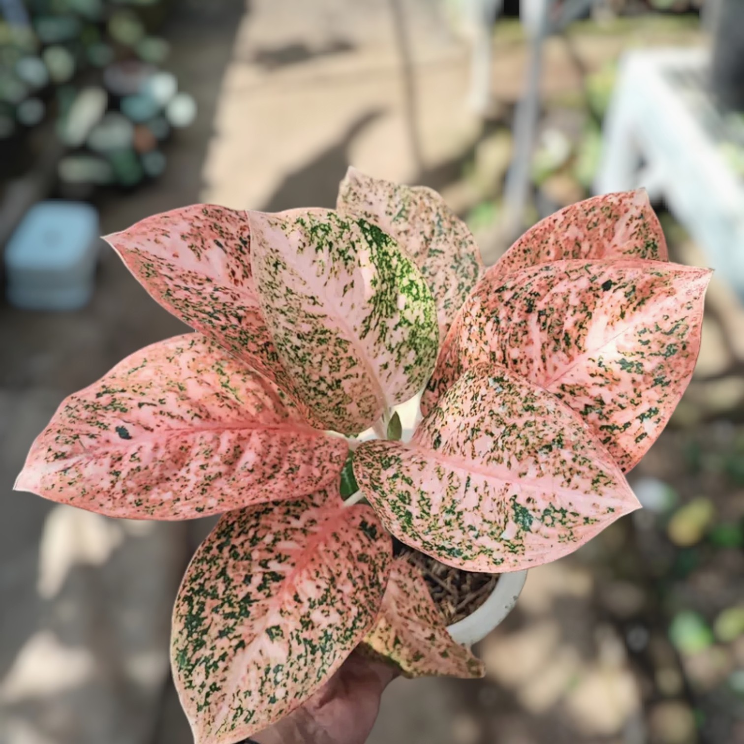 Aglaonema Stardust Orange Variegated Ornamental Plant