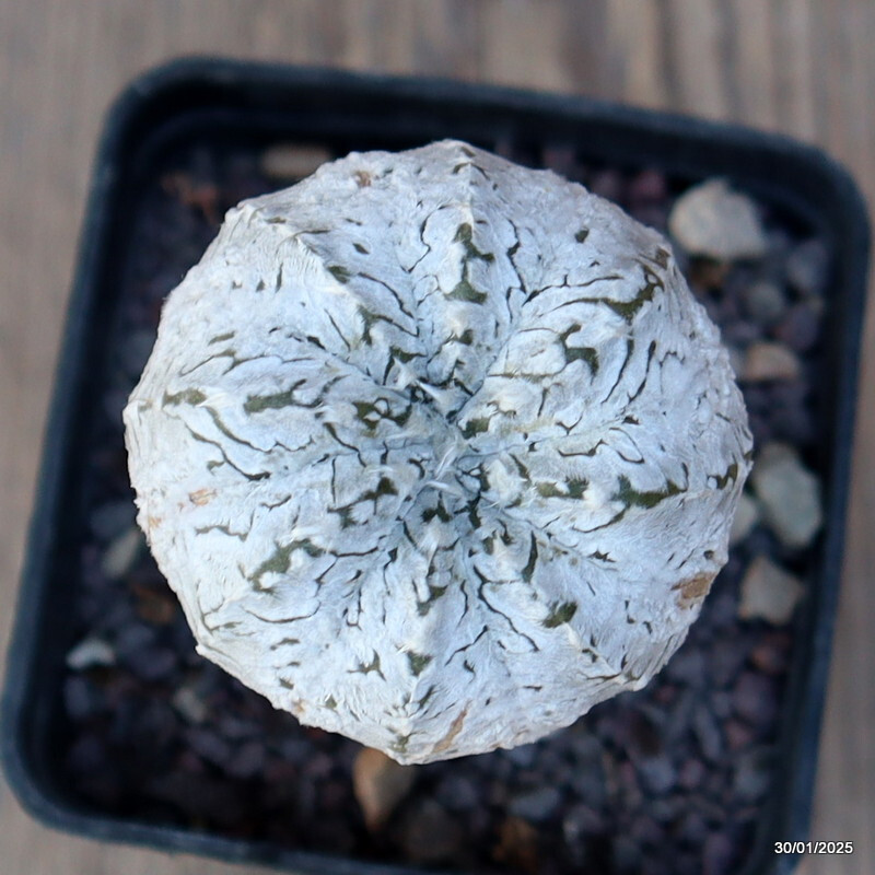 A7098 ASTROPHYTUM SUPER KABUTO V TYPE INNESTATO pot7-H10-W5 cm MaMa Cactus