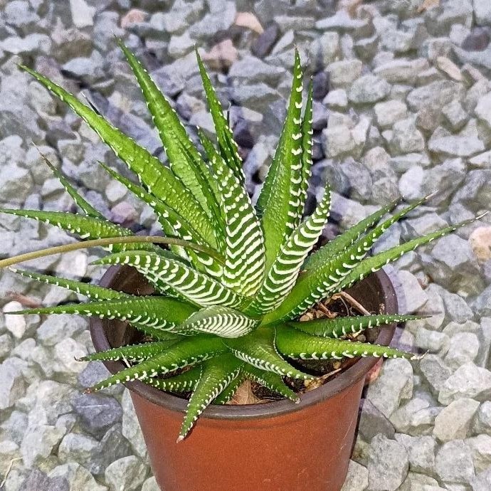 2 Pcs Haworthia Fasciata Attenuata Rare Succulent Plant Exotic Cactus Rare Plant
