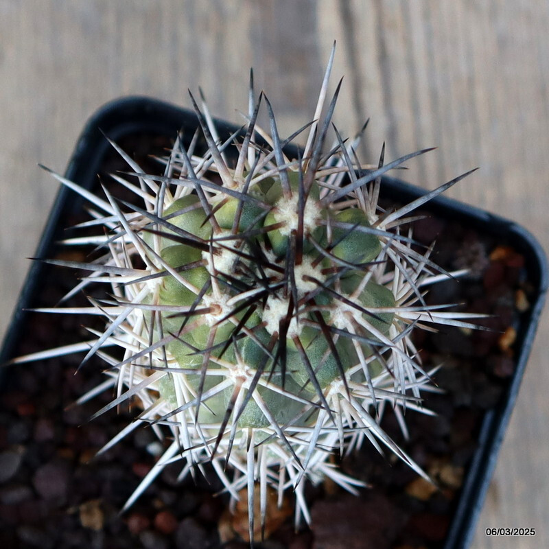 A4151 COPIAPOA WAGENKNECHTII VARIEGATED pot 9 cm H 9,5 cm W 5,5 cm MaMa Cactus