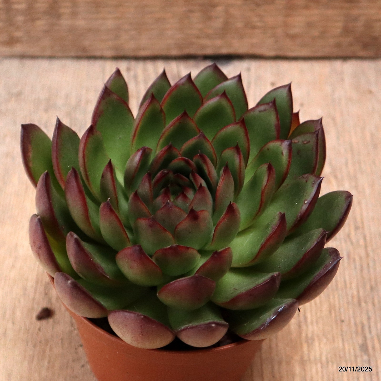 D7462 ECHEVERIA RED EDGE pot10-H7-W12 cm MaMa Cactus