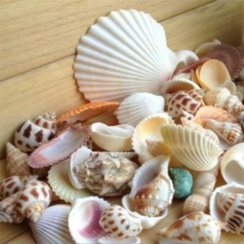 100g/bag Mixed Sea Beach Shells Crafts Seashells Home Party Deco Photo Props