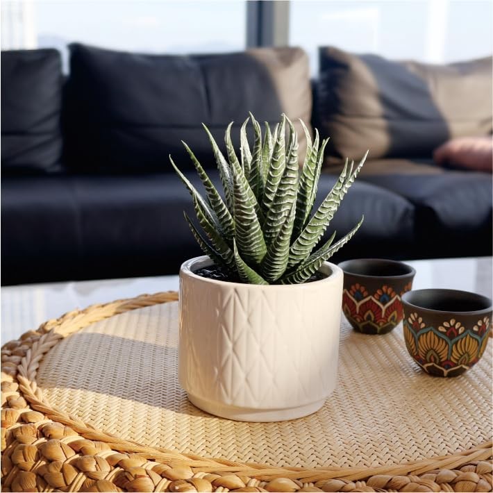 Artificial Succulent in Ceramic Natural Green Succulent in White Ceramic Pot