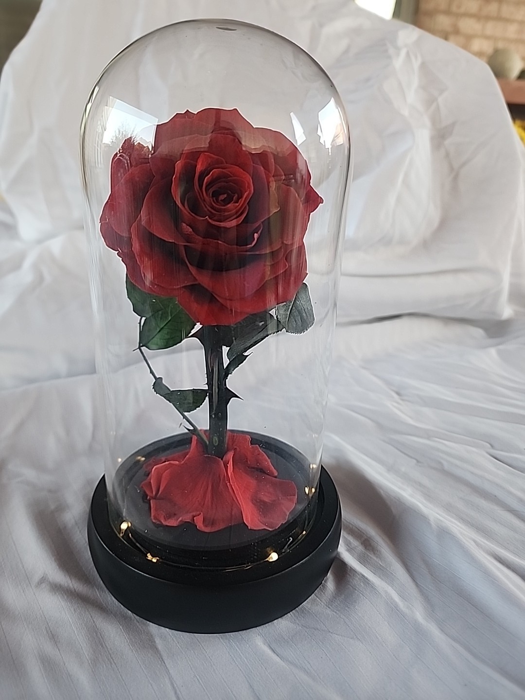 Single Red Rose Displayed In Glass Dome