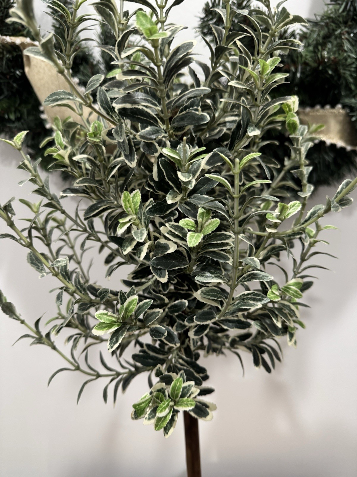 Olive Tree Topiary Tree