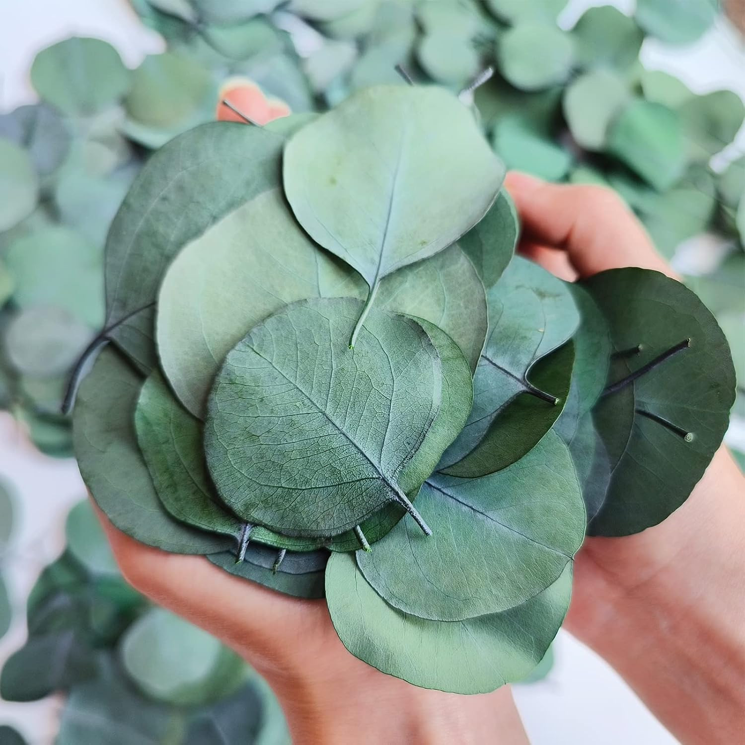300+ Pcs Dried Real Eucalyptus Leaves,100% Natural Confetti | Wedding Decor, Rus