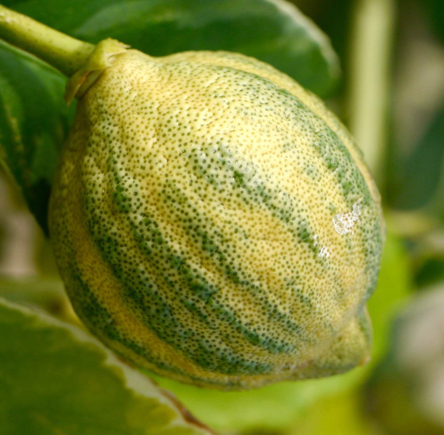 Citrus aurantium VARIEGATED – BITTER ORANGE PLANT TREE
