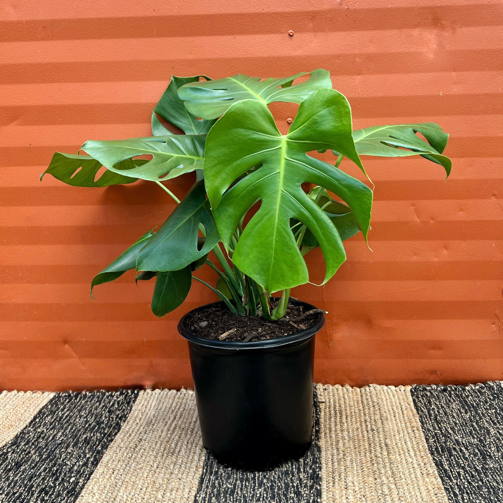 Large Monstera Deliciosa Tropical Split Leaf Plant 10″ Pot Indoor & Outdoor
