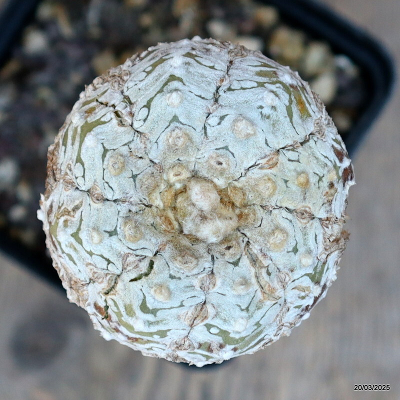 A4821 ASTROPHYTUM SUPERKABUTO “V” TYPE GRAFT pot9-H15-W6 cm MaMa Cactus