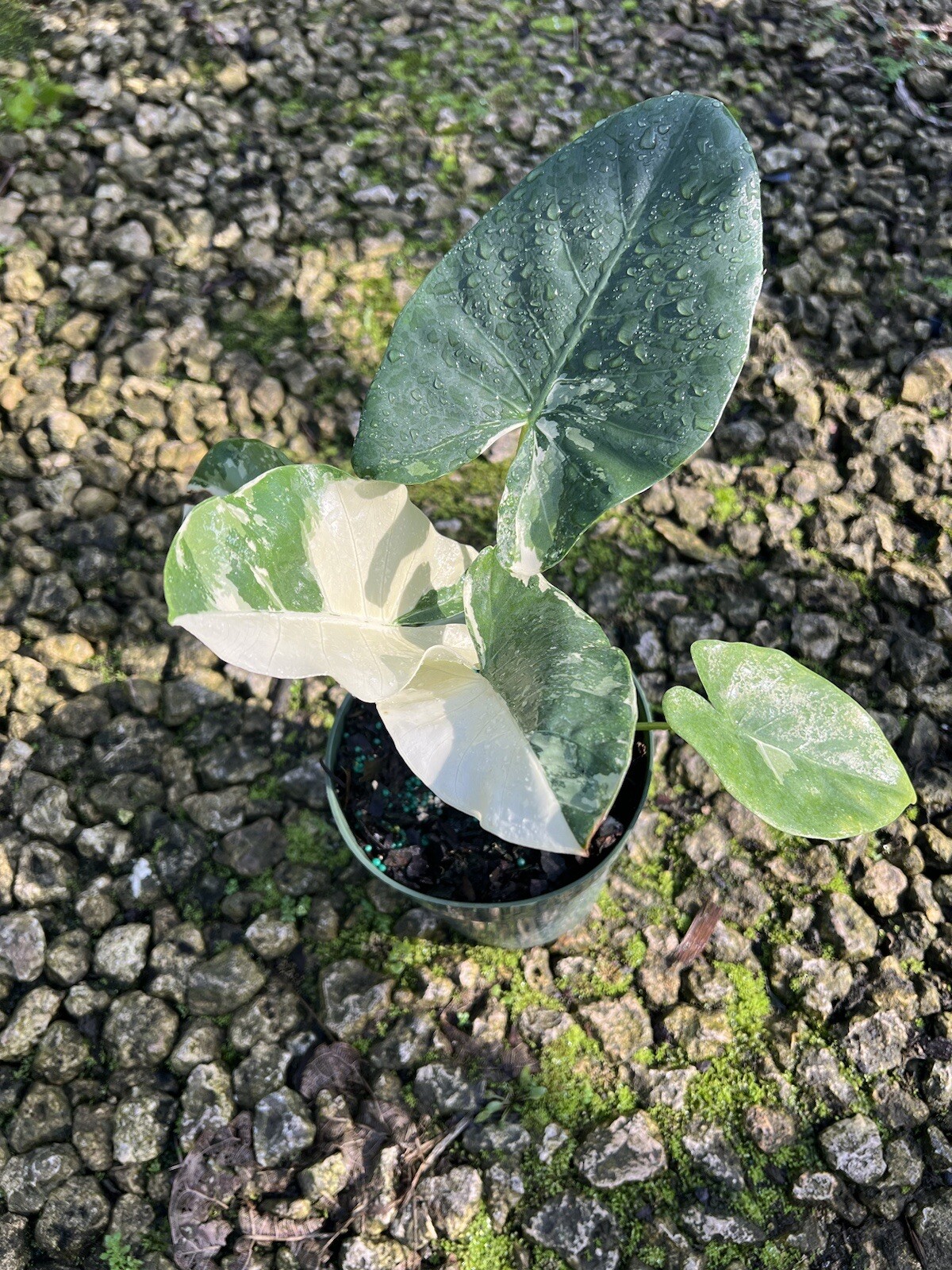 Alocasia Macrorrhiza Variegated in A 6”/ 1 Gallon Pot At12”/14”Tall