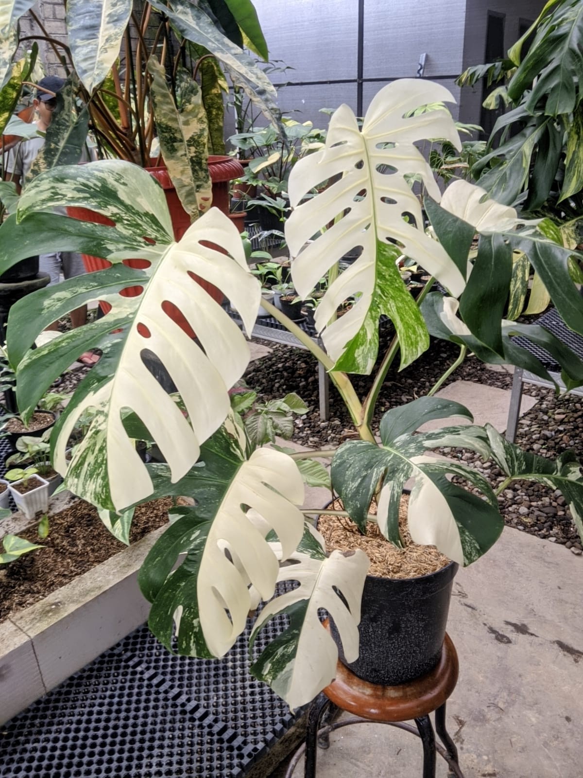 Monstera Albo Variegated Very Beauty Big Size Real Picture Free Phitosanytari