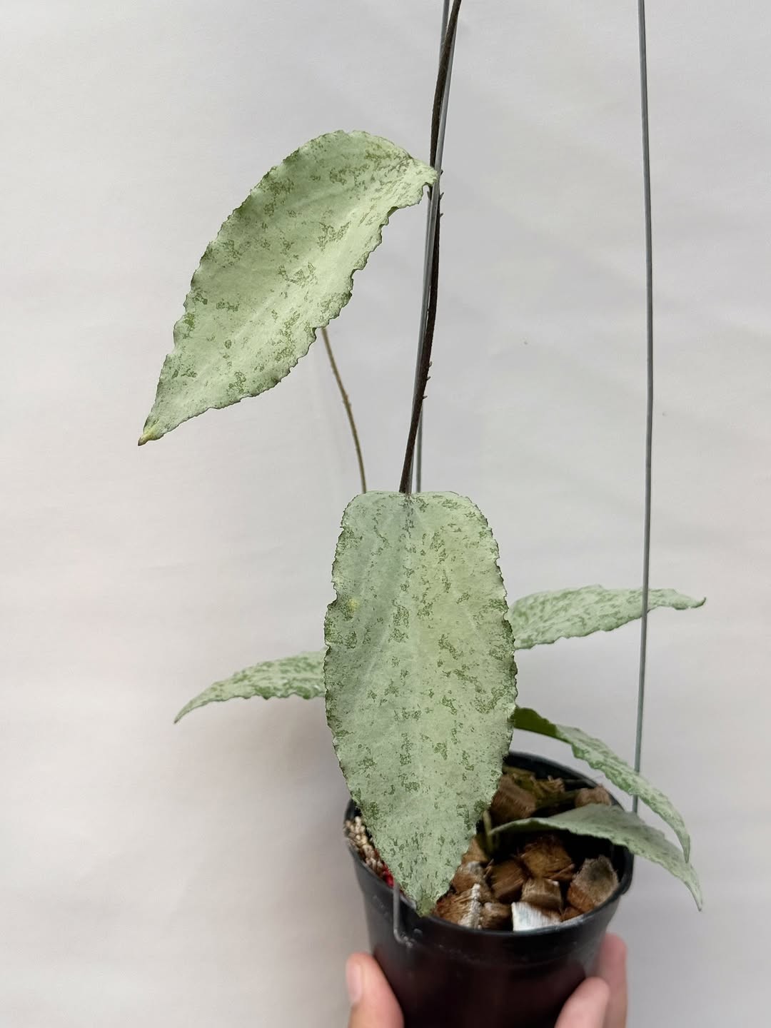 HOYA CAUDATA SILVER SPLASH SP ACEH Real Picture Rare Plant
