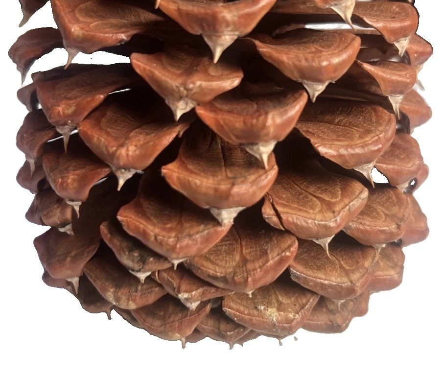 Reddish Brown Pinecone 5.5” x 3.5” Likely Jeffrey Pine Cone Forest Rustic Decor