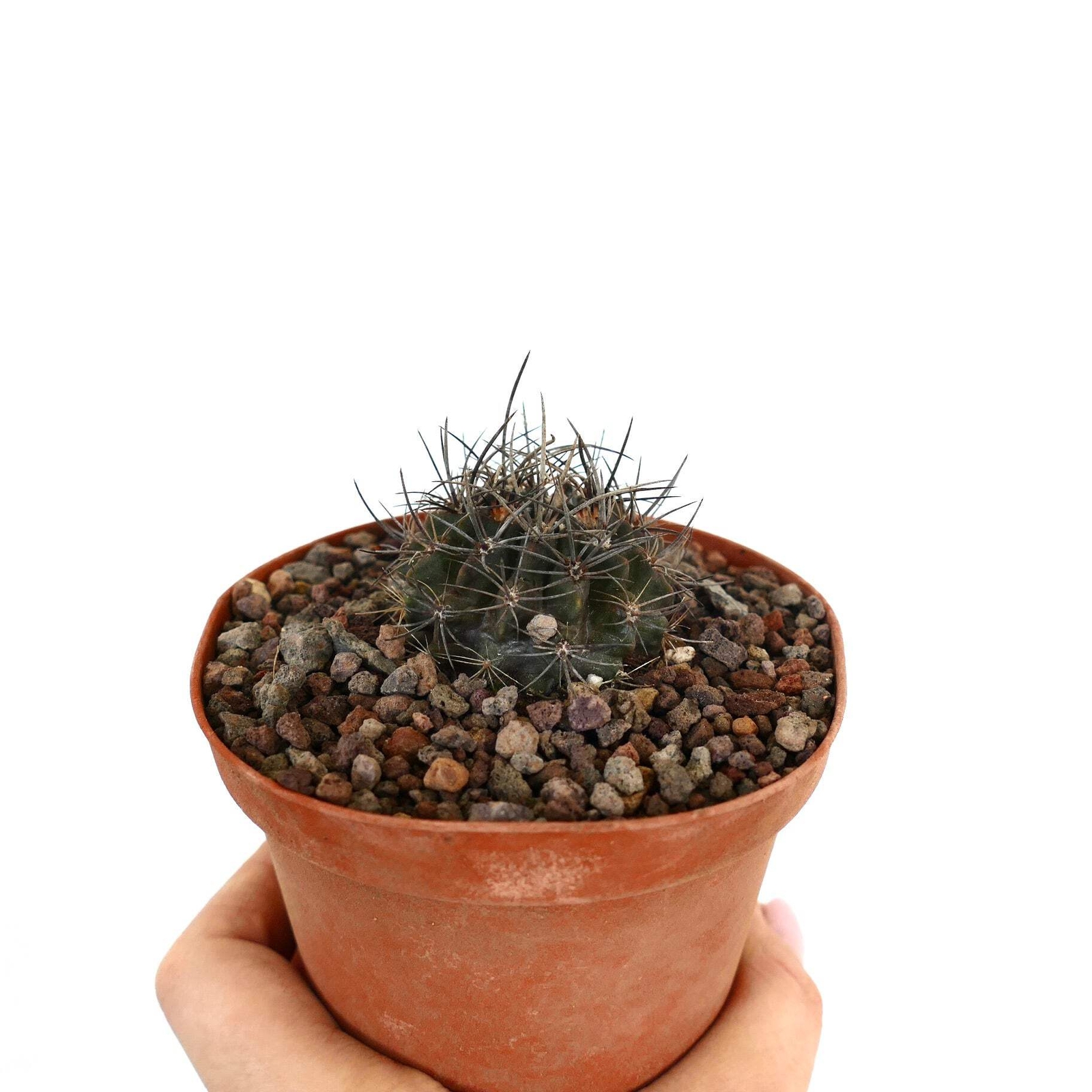 Neoporteria huascensis – Huascensis cactus | Neoporteria