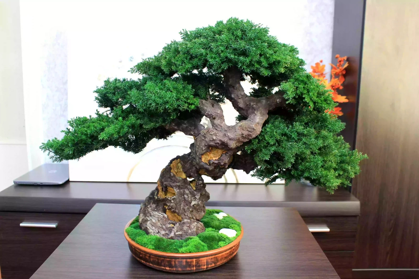 Luxury Preserved Bonsai Tree – Handmade Juniper Zen Sculpture. 49 cm / 19.29″