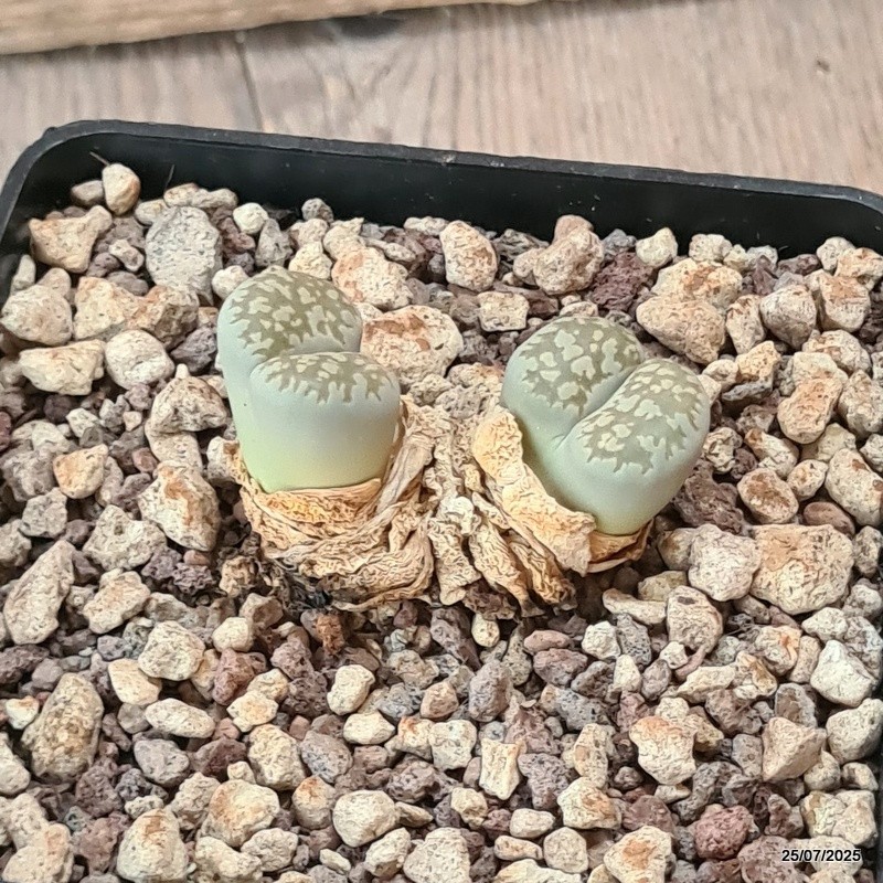 D5548 LITHOPS SALICOLA MACULATE C86 pot10-H3,5-W4,5 cm MaMa Cactus