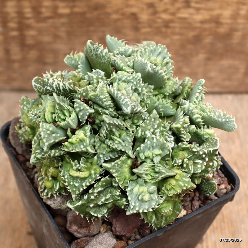 D3925 FAUCARIA TUBERCOLOSA MONSTER pot9-H8-W11 cm MaMa Cactus