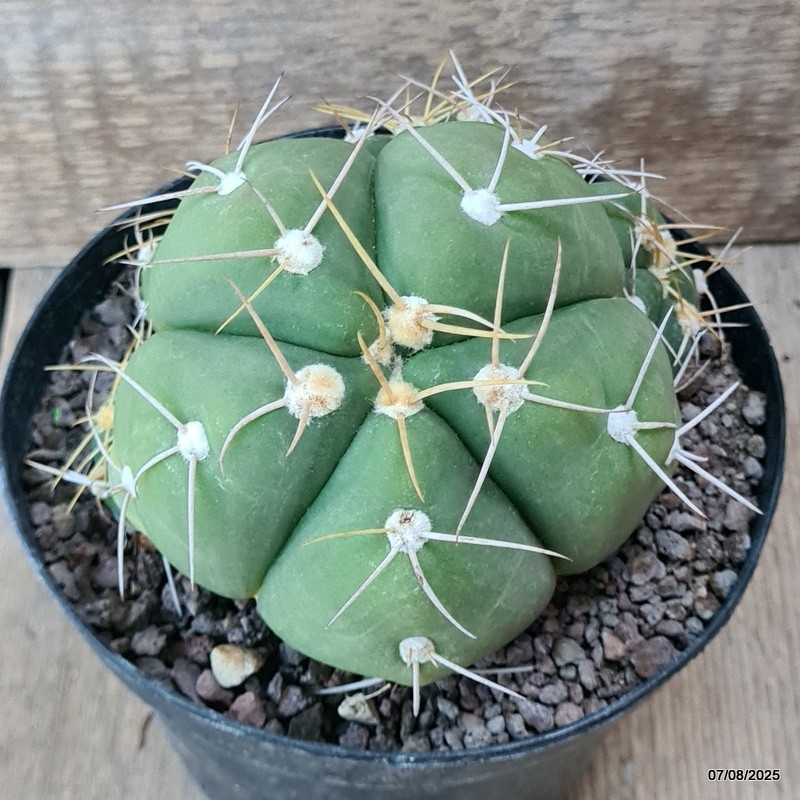 D5745 GYMNOCALYCIUM HORSTII pot14-H11-W14 cm MaMa Cactus