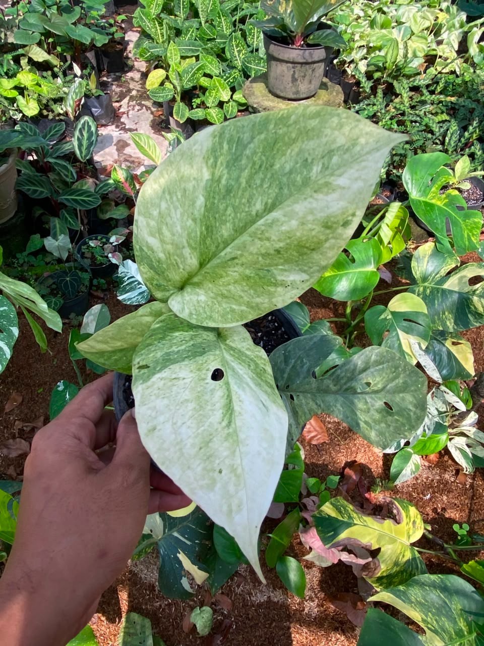 Amydrium Medium Mint lime, Rare Variegated, Real Picture, Aroid Houseplant
