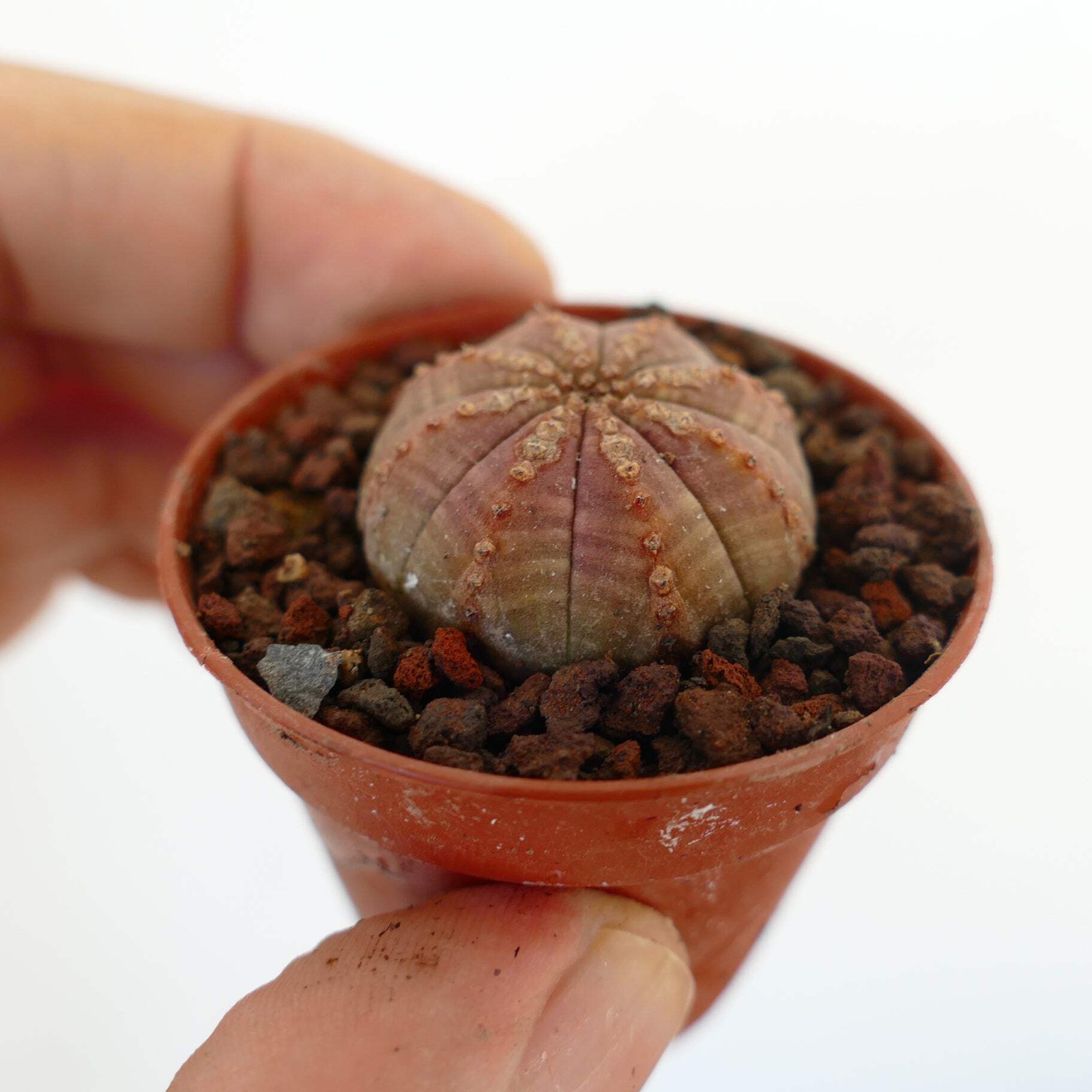 Euphorbia obesa BROWNISH WITH TOP MARKS 5004 – Baseball plant | Sea urchin plant