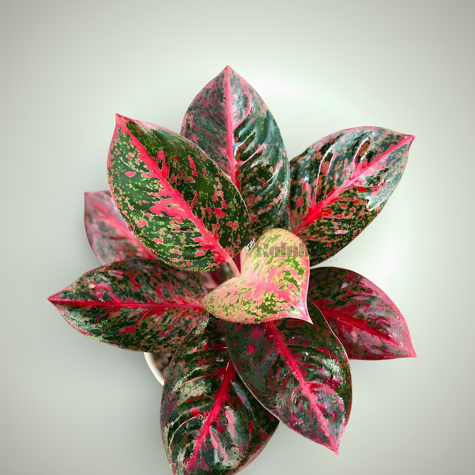 Aglaonema Red Stardust Beatiful Ornamental Plant