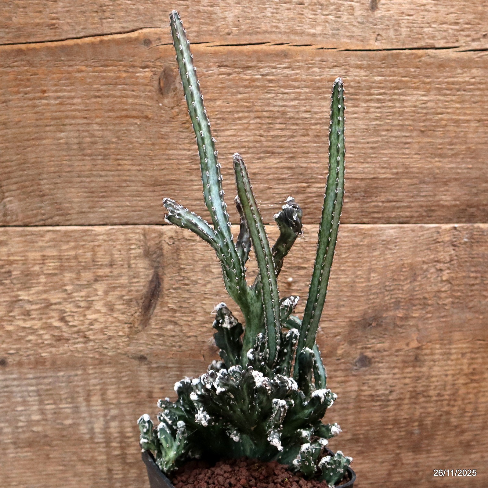 D7555 MONVILLEA SPEGAZZINII CRESTED pot10-H30-W14 cm MaMa Cactus