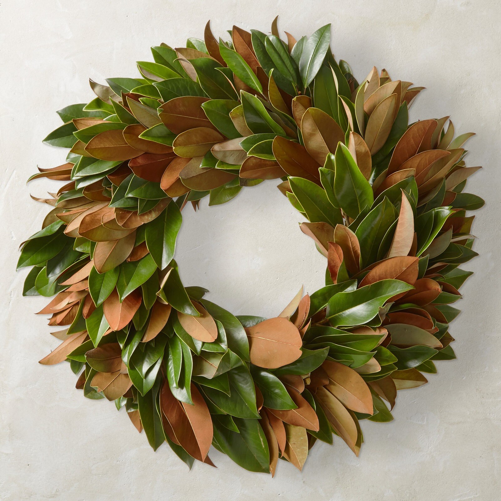 Fresh picked Magnolia Leaves – 25 CT. – Range approx size 5 in. – 10 in.