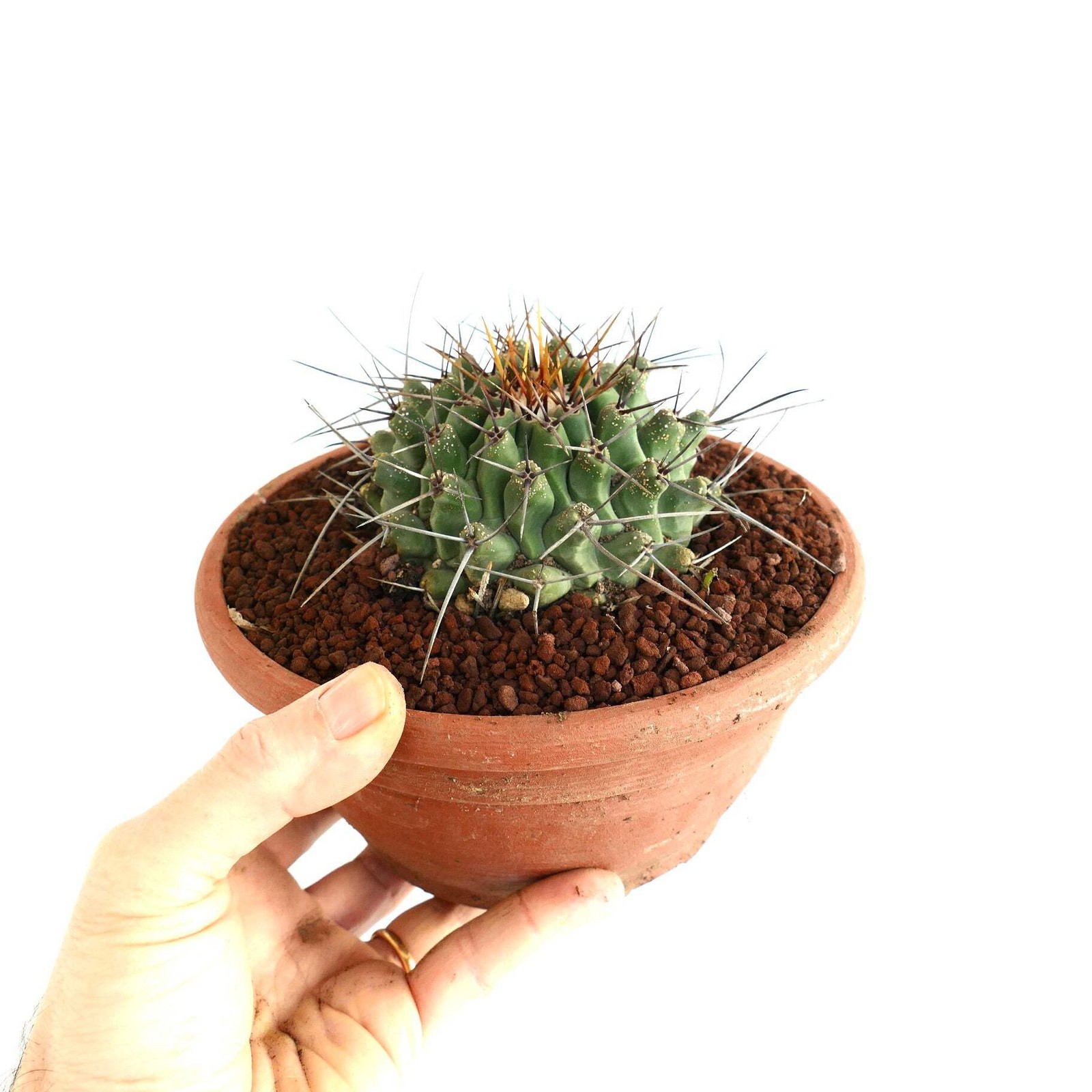 Thelocactus rinconensis SELECTED SPECIMEN – Rincon cactus | Thelocactus