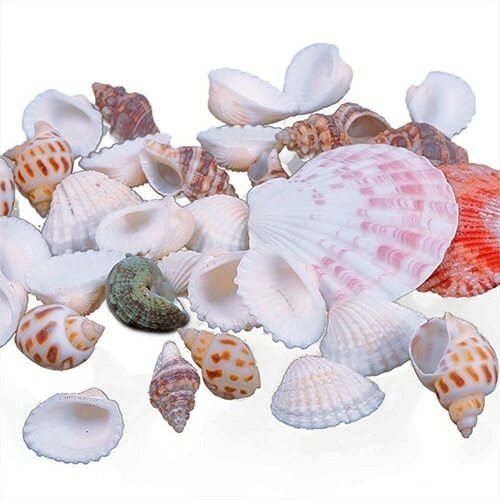 100g/bag Mixed Sea Beach Shells Crafts Seashells Home Party Deco Photo Props