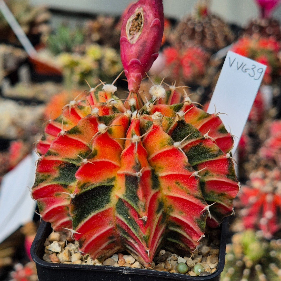 Gymnocalycium mihanovichii f.variegata VVG39 20seeds harvest 2025